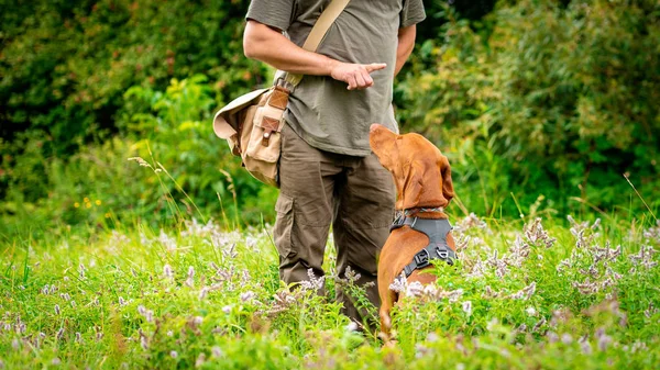 Beautiful Hungarian Vizsla Puppy Its Owner Obedience Training Outdoors Sit — Stock Photo, Image