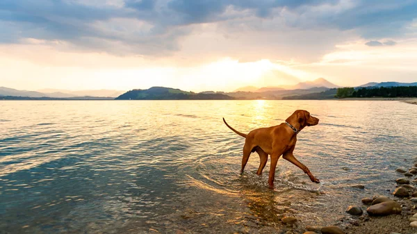 Gün Batımında Bir Plajda Muhteşem Aile Evcil Köpek Deniz Keşfetmek — Stok fotoğraf