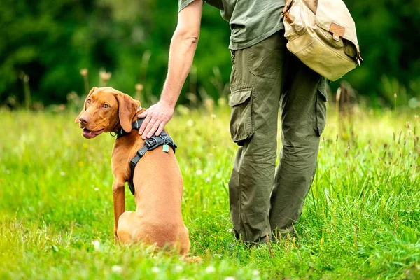 Beautiful Hungarian Vizsla Puppy Its Owner Obedience Training Outdoors Heel — Stock Photo, Image