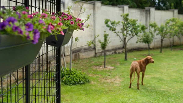 Beautiful Pink Purple Mini Petunia Hanging Baskets Decorating Dog Kennel — Stock Photo, Image