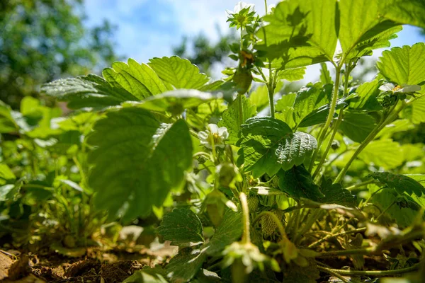 Flachschuss Von Urigen Erdbeerpflanzen Hausgemachte Produkte Nachhaltiges Leben Bio Konzept — Stockfoto