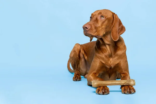 Schattige Hongerige Vizsla Hond Met Rauwe Kauwen Bot Studio Portret — Stockfoto
