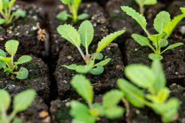Toprak bloklardaki Salvia tohumları. Toprak bloklama, plastik hücre tepsileri ya da çömlekler yerine toprak küplerine tohum ekmeye dayanan bir başlangıç tekniğidir.. 