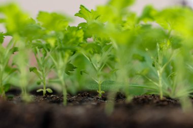 Toprak bloklarda çok az fide var. Toprak bloklama, plastik hücre tepsileri ya da çömlekler yerine toprak küplerine tohum ekmeye dayanan bir başlangıç tekniğidir.. 