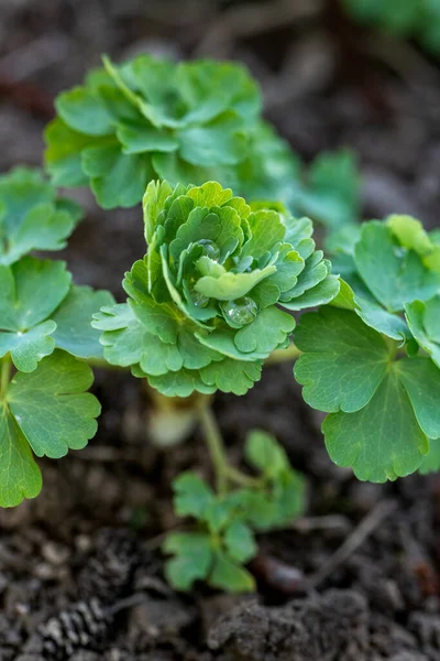 Aquilegia Columbine Pflanzensämling Aus Nächster Nähe lizenzfreie Stockbilder