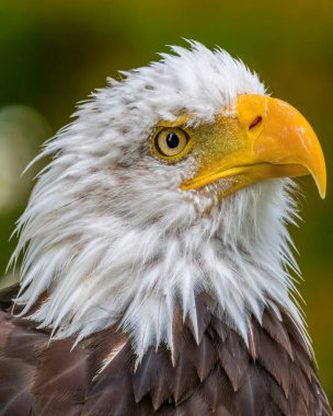 Kel kartal. Haliaeetus leucocephalus yakın çekim. Görkemli kel kartal portresi.
