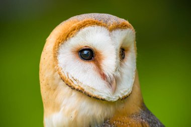 Ahır baykuşu. Tyto Alba 'nın vesikalığı yakın çekim. Görkemli ahır baykuşu portresi.