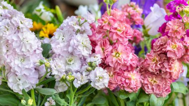 Taze kesilmiş matthiola çiçeklerini pembenin tonlarında kapat. Güzel Matthiola detaylarıyla çiçek açıyor..