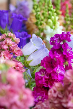 Taze kesilmiş bahar çiçeklerini çeşitli renklerde kapat. Güzel matthiola, Canterbury çanları ve aslanağzı. Çiçek detay çekimi.