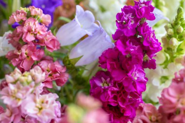 Taze kesilmiş bahar çiçeklerini çeşitli renklerde kapat. Güzel matthiola, Canterbury çanları ve aslanağzı. Çiçek detay çekimi.