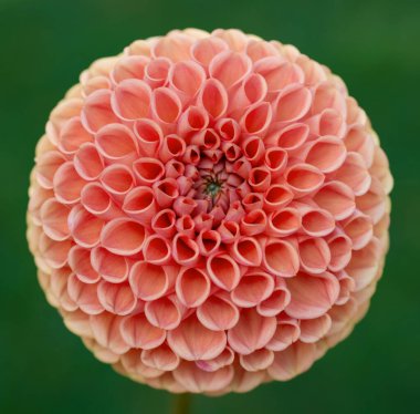 Cornel bronz yıldız çiçeği. Yaklaş.. 