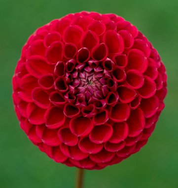 Cornel kırmızısı yıldız çiçeği, yakın çekim. 