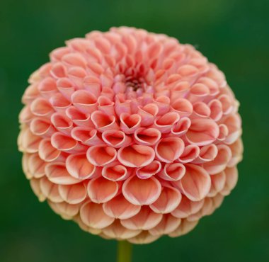 Cornel bronz yıldız çiçeği. Yaklaş.. 