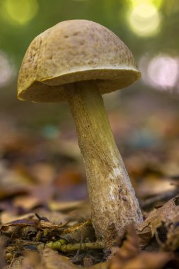 Hazel bolete, Leccinum carpini.