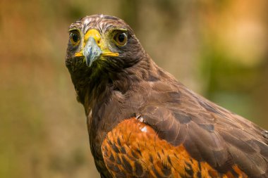 Harris hawk. Parabuteo unicinctus yakın çekim. Majestic Harris Hawk izole edilmiş portre.