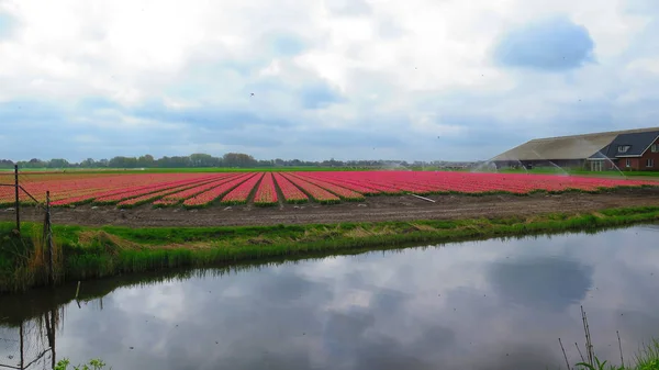 Tulipanes Rojos Regados Los Países Bajos —  Fotos de Stock