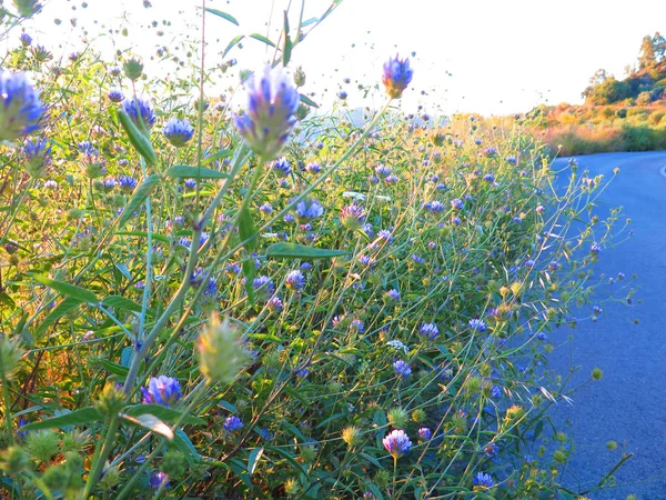 アンダルシア スペインの道端にある寸前で成長している青の開花雑草の豊富さ — ストック写真
