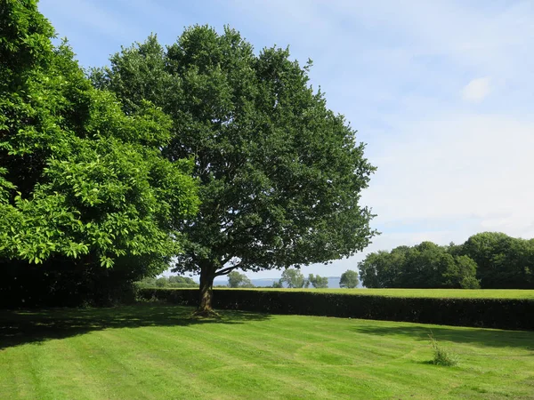 Two Large Trees Farmhouse Lawn Southern Denmark — Stock Photo, Image
