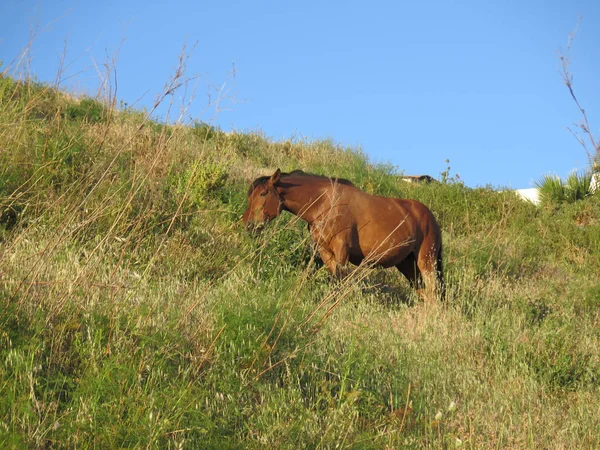 Brązowy Koń Zboczu Wzgórza Łąka Andaluzji — Zdjęcie stockowe