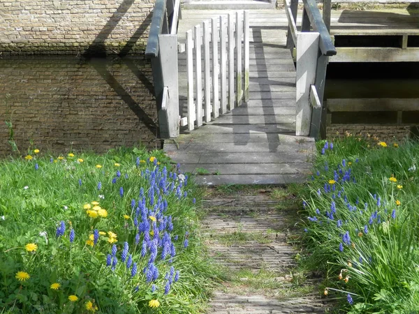 Yellow Dandelions Blue Grape Hyacinths Gate Wooden Foot Bridge Dutch — Stock Photo, Image