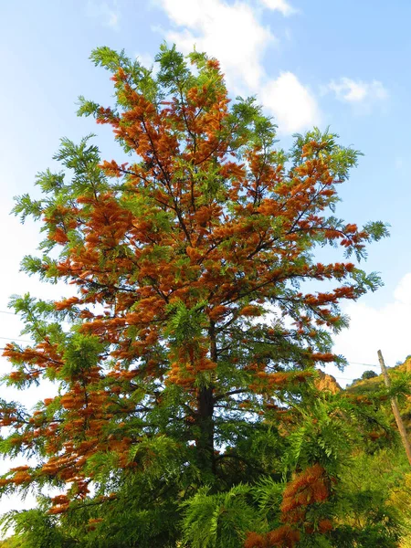 Close Van Grevillea Australische Zilver Oak Bloem Andalusie Spanje — Stockfoto