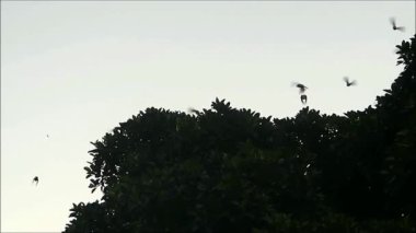 Sığırcık sürüsü bir gecede tünediklerini Endülüs köyündeki büyük bir ağaca bırakıyor.