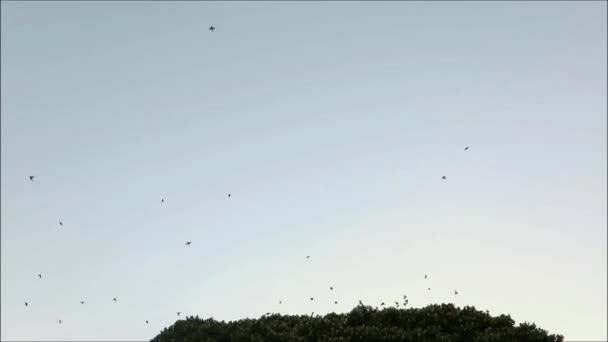 Hejno Vrabů Opouštějící Jejich Noční Hnízdiště Velkém Stromě Andalusské Vesnici — Stock video