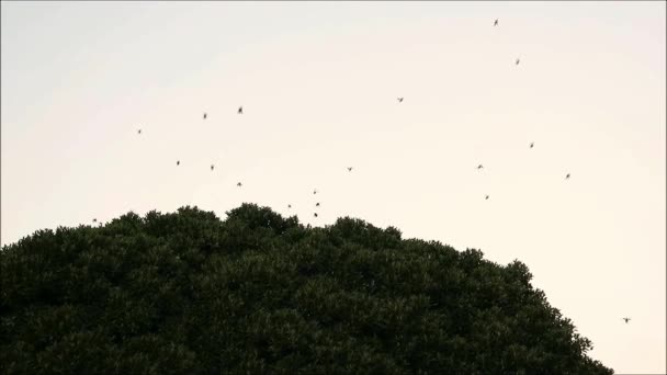 Flock Sparvar Lämnar Sin Övernattning Hönshus Stora Träd Andalusiska Byn — Stockvideo