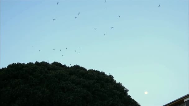 Stormo Passeri Che Lasciano Loro Rifugio Notturno Grande Albero Nel — Video Stock