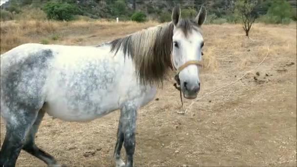 乾燥したアンダルシアの田園地帯でハエと戦う灰色のつながれた馬 スペイン — ストック動画