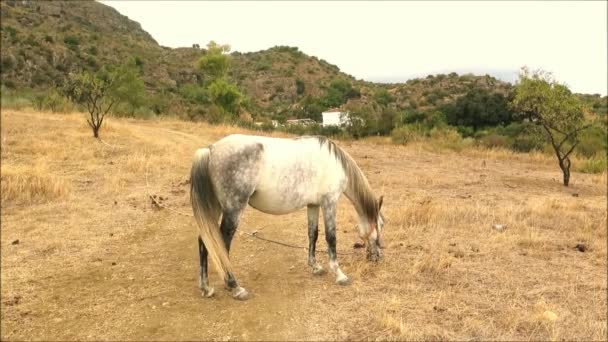 灰色系绳马与苍蝇战斗在干燥的安达卢西亚乡村 西班牙 — 图库视频影像