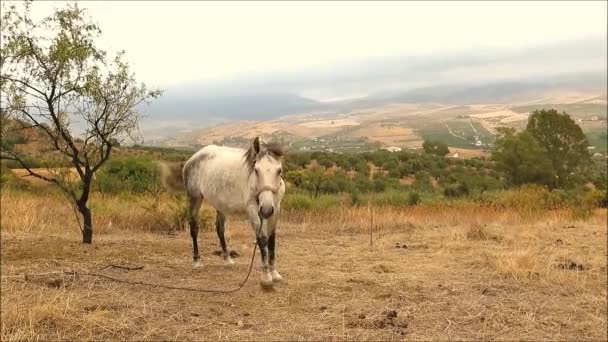 Серый Привязанный Конь Сражается Мухами Сухой Андалузской Сельской Местности Испания — стоковое видео