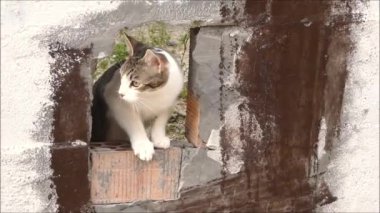 Endülüs köy caddesinde duvarda delik oynayan genç kedi yavrusu