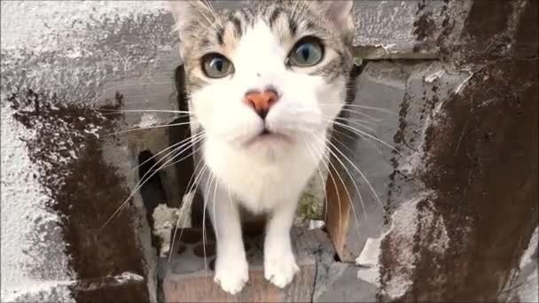 Jonge Kitten Spelen Door Gat Muur Andalusische Dorpsstraat — Stockvideo