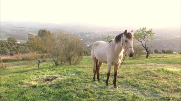 Cheval Peau Daim Attaché Dans Prairie Extérieur Village Andalou Tôt — Video