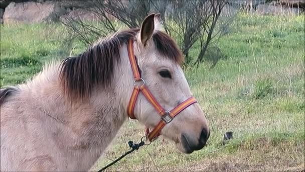 Tethered Buckskin Horse Meadow Andalusian Village Early Morning February Sunshine — Stock Video