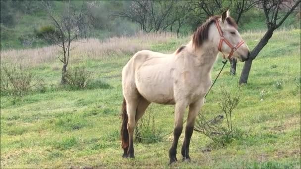 Cheval en peau de daim attaché dans la prairie à l'extérieur du village andalou tôt le matin Février soleil 