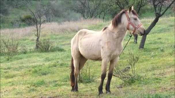 Cavalo Pele Fivela Amarrado Prado Fora Aldeia Andaluza Início Manhã — Vídeo de Stock