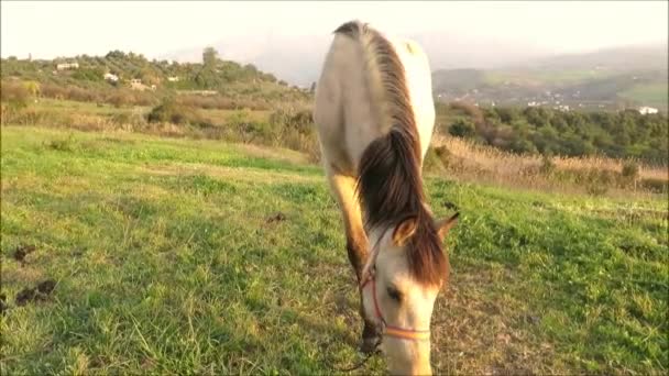 Cheval en peau de daim attaché dans la prairie à l'extérieur du village andalou tôt le matin Février soleil 
