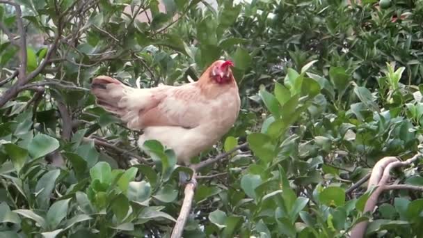 Endülüs Bahçesinde Limon Ağacında Tavuk Roosting — Stok video
