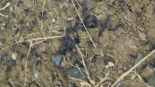 アンダルシアの田園地帯の乾燥した地球の周りのウッドスライス粉砕 — ストック動画