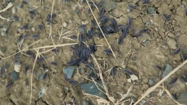 Moagem Woodlice Torno Terra Seca Campo Andaluz — Vídeo de Stock