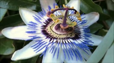 Endülüs kırsalında tek Bir Passion Flower ile beslenen arıların yakın çekim