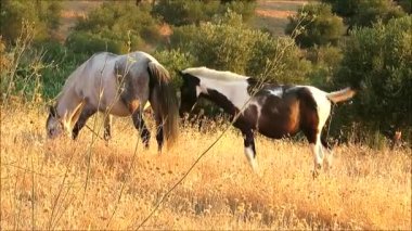 Kırsal Endülüs'te kuru bitki örtüsü üzerinde yaz güneşinde otlayan atlar, İspanya