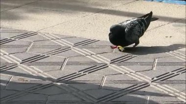 Köy meydanında patates cipsi ile beslenen güvercin, Endülüs