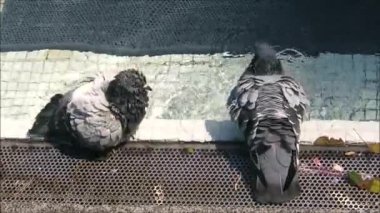 Cadiz Plaza Çeşmesi'nde yıkanan ve temizlik olan iki güvercin, Endülüs