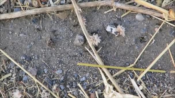 Ants Carrying Heavy Burdens Foraging Winter Andalusian Summer Sun — Stock Video