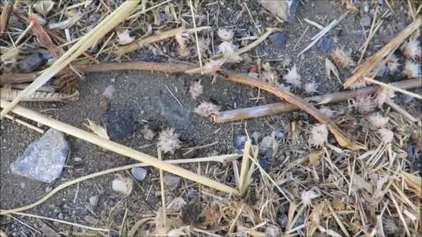 Ameisen Tragen Schwere Lasten Und Suchen Den Winter Andalusischer Sommersonne — Stockvideo