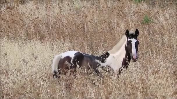 Cheval Piebald se nourrissant dans un pré sec dans le sud de l'Andalousie 