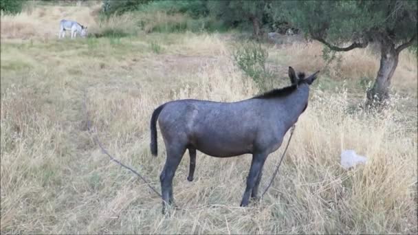 Tethered Mule Voeden Droge Weide Het Zonnige Zuiden Van Andalusië — Stockvideo